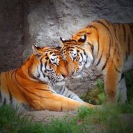 Фреска Тигры, любовь