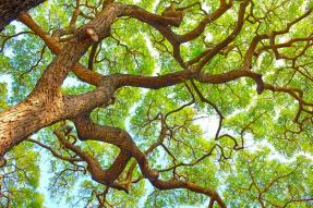 Фотообои Раскидистая крона дерева