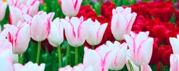 Фотообои Розовые тюльпаны