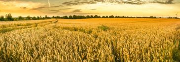Фреска Пшеничное поле