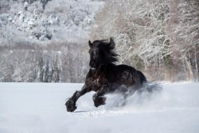 Фотообои Черный конь зимой