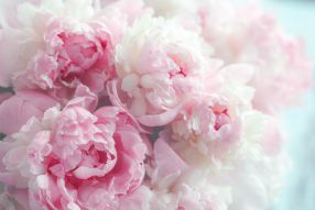 Фотообои Нежные розовые пионы