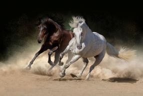 Фреска Пара лошадей