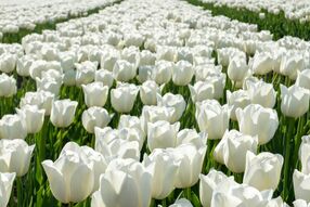 Фотообои Поле с белыми тюльпанами