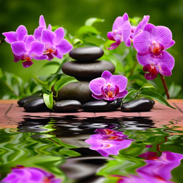 Фотообои Ветки орхидеи и камни на воде